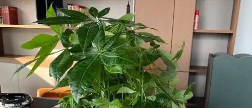 家居办公桌绿植创意搭配：让绿意唤醒工作灵感