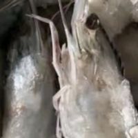 品尝美味盐冻大虾，尽享舌尖盛宴