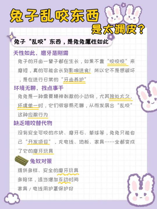 兔子乱咬东西，是过于活泼和调皮？