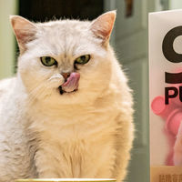 我家9岁猫阿姨 也算是吃上用上好的了