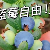 蓝莓园摘的是情怀，网上下单才是真香！