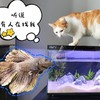 来自养鱼小白的实践历程，去滤镜看看当红炸子鸡—当贝鱼缸1Ultra
