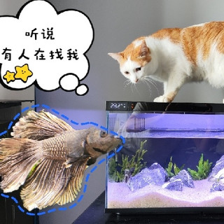 来自养鱼小白的实践历程，去滤镜看看当红炸子鸡—当贝鱼缸1Ultra