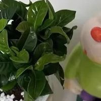 家居办公桌搭秘籍：植物点亮空间