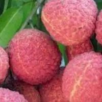 挂绿荔枝：何以成为荔枝界的“爱马仕”