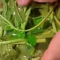 春日珍馐：香椿炒鸡蛋的奇妙滋味