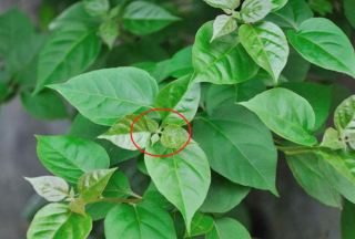 三角梅摘叶促花全攻略！20 天爆花不是梦