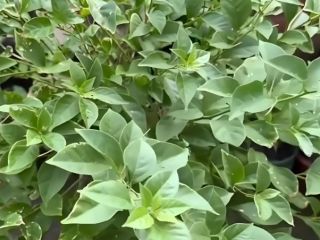 三角梅摘叶促花全攻略！20 天爆花不是梦