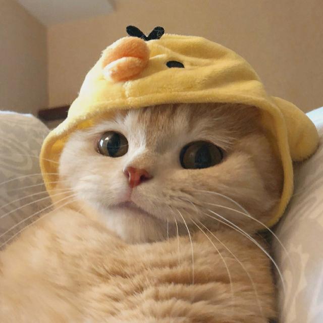 猫粮推荐品牌，哪些猫粮的牌子比较好？