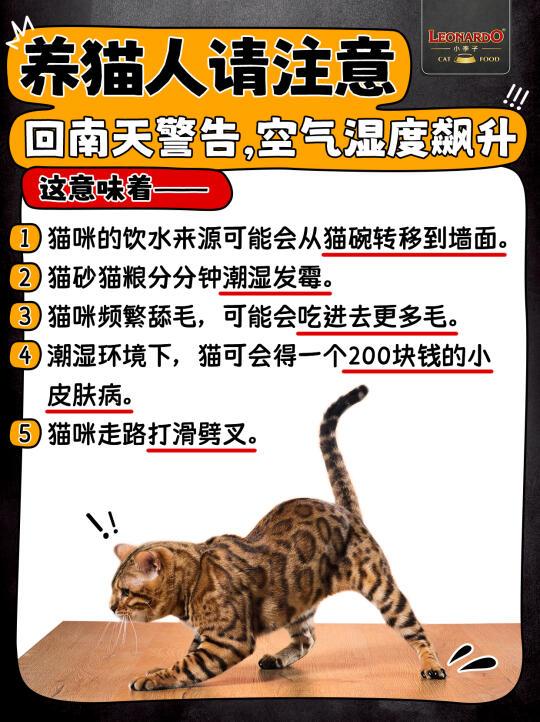 养猫人：回南天警告⚠️