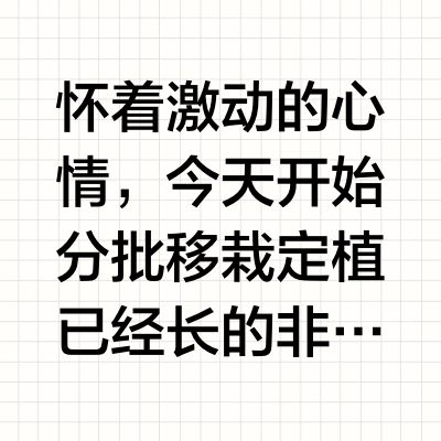 移栽定植，给苗儿打保胎剂！