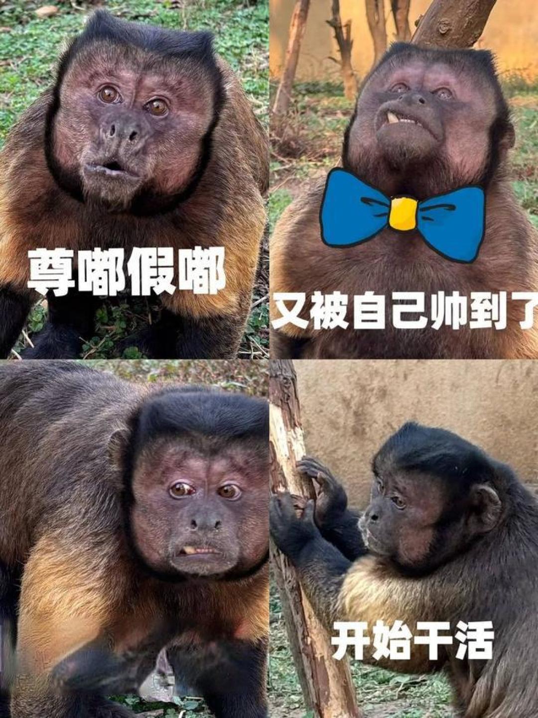 合肥国字脸猴王凭“丑”出圈:高智商学霸猴爆红背后的生存哲学与生态启示