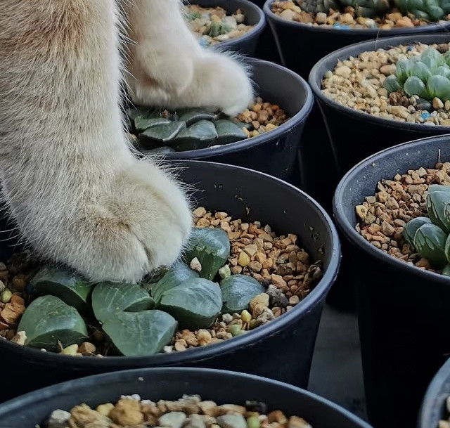 笑翻~猫咪遇上多肉，不仅要睡，还要踩几脚，网友：防徒长的法？