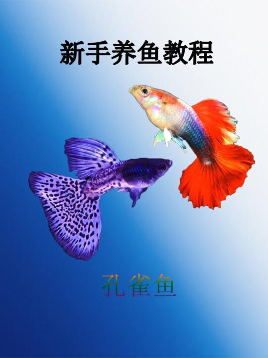 新手入坑？进来不踩坑！