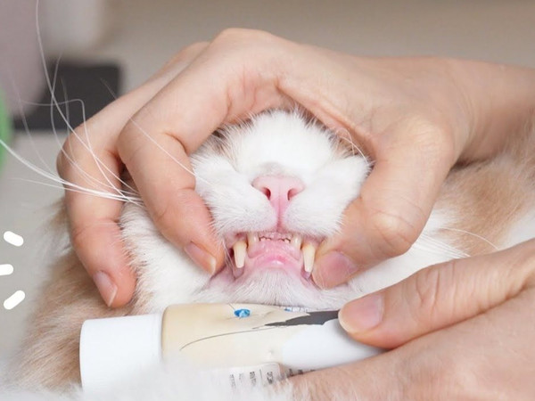 【鹅与鹅家猫】DD 爱啃 护手霜