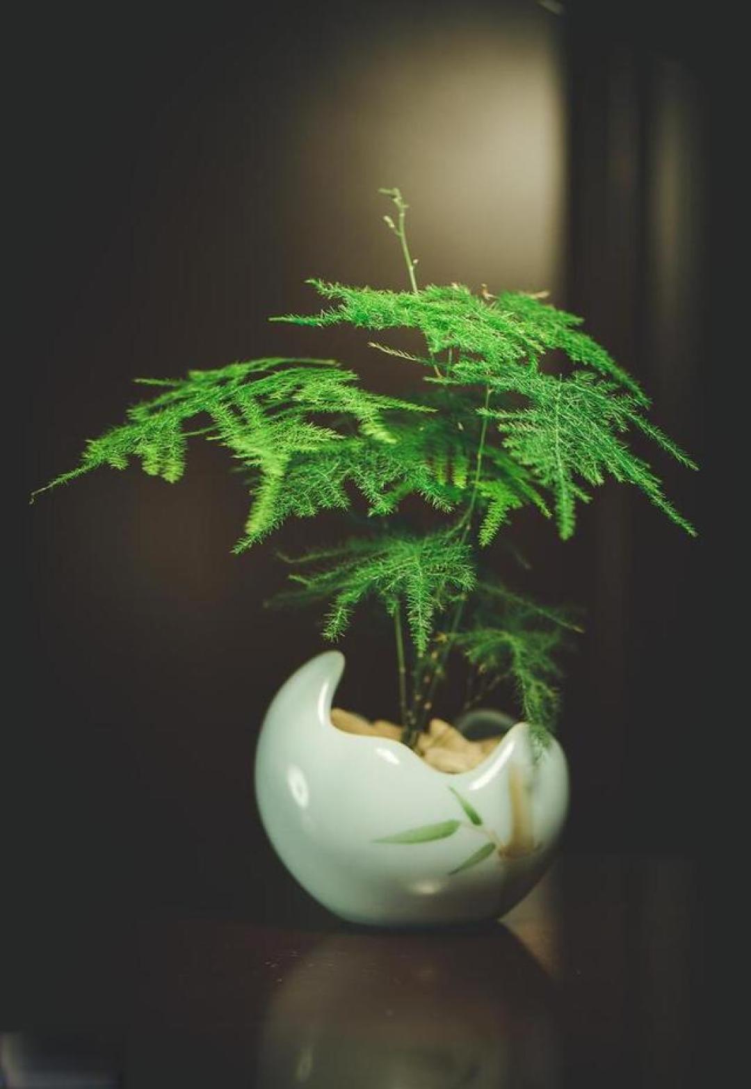 文竹黄叶急救指南:资深花友亲授5大养护秘诀,从环境调控到造型修剪全解析