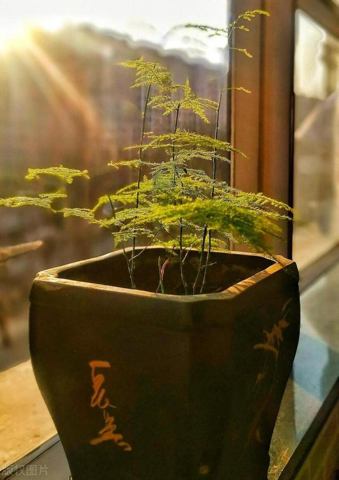 文竹黄叶急救指南:资深花友亲授5大养护秘诀,从环境调控到造型修剪全解析