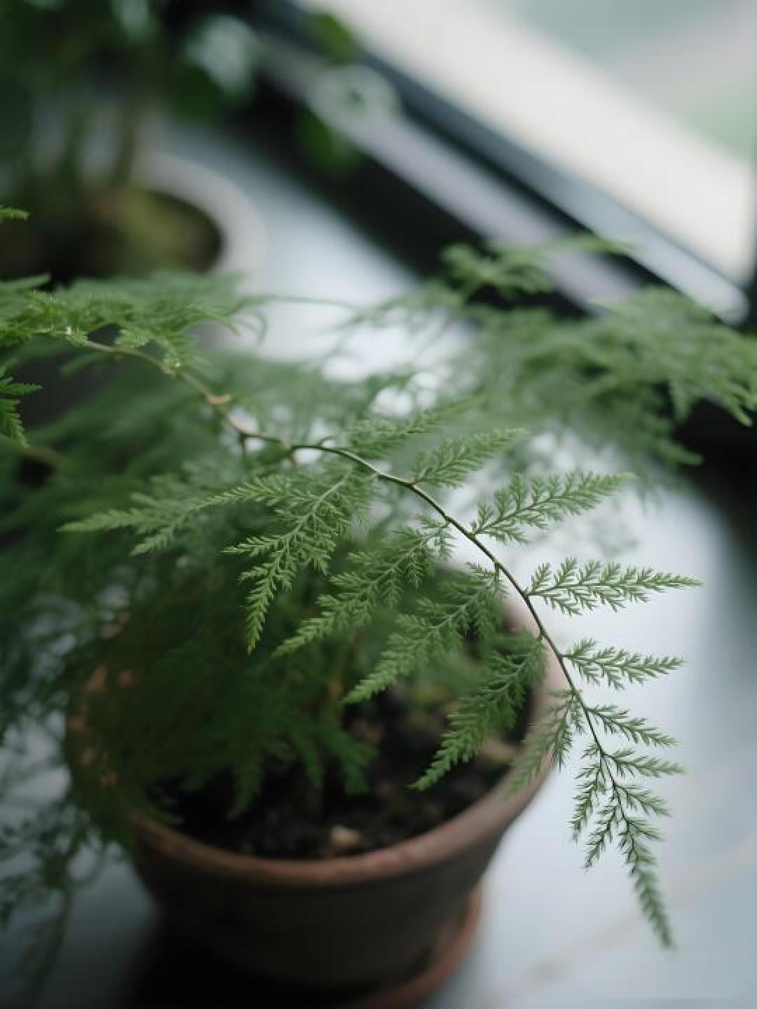 文竹黄叶急救指南:资深花友亲授5大养护秘诀,从环境调控到造型修剪全解析