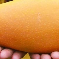 【特级】海南金煌芒果水仙芒当季新鲜水果特大号大青芒果批发整箱