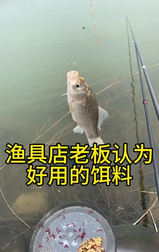 渔具店老板跟大家分享比较好用的几款饵料，有你认为好用的吗？#钓鱼 #渔具用品 #渔具店 #原来钓鱼才是抖音运动顶流 #饵料配方