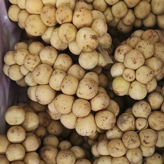 初尝龙宫果