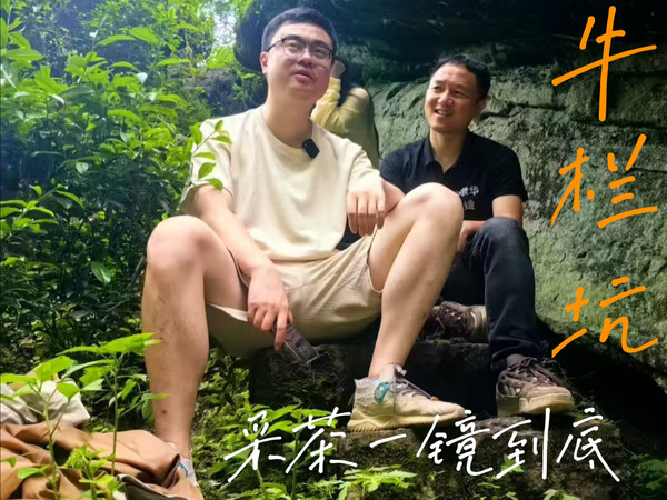 武夷岩茶牛栏坑肉桂晴天开采