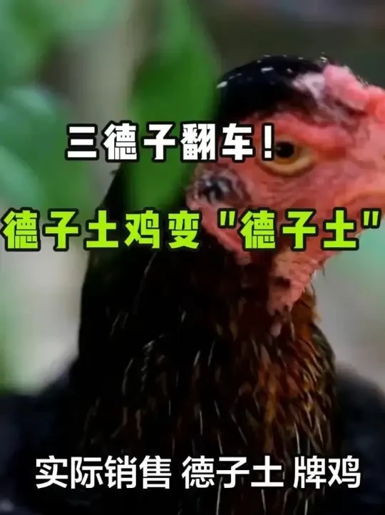 三德子翻车！德子土鸡变德子土牌鸡，5000 万销售额是消费者 #热点 #德子土鸡 #三德子 #农产品