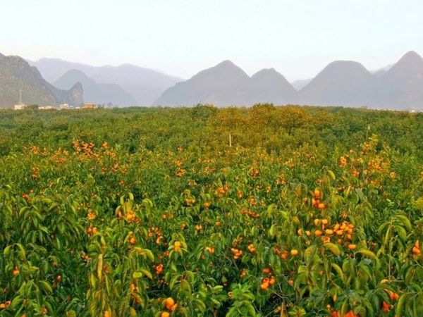 恭城月柿：从“土特产”到“国字号”的甜蜜蜕变