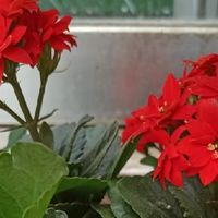 见土生根的长寿花，“植物杀手”可以试试哦！