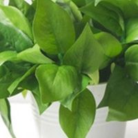 懒人必备！这些绿植超好养