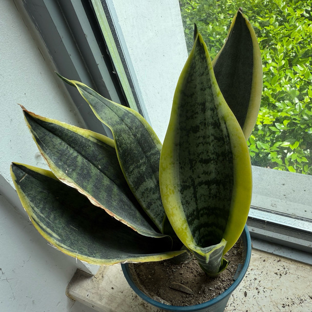 虎皮兰是办公室懒人绿植的好选择