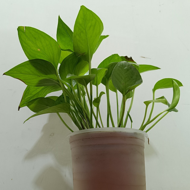 我的工位绿萝：中年上班族的懒人绿植