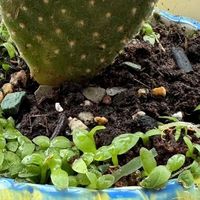 推荐一款懒人必备的绿植：仙人掌，轻松打造绿色生活