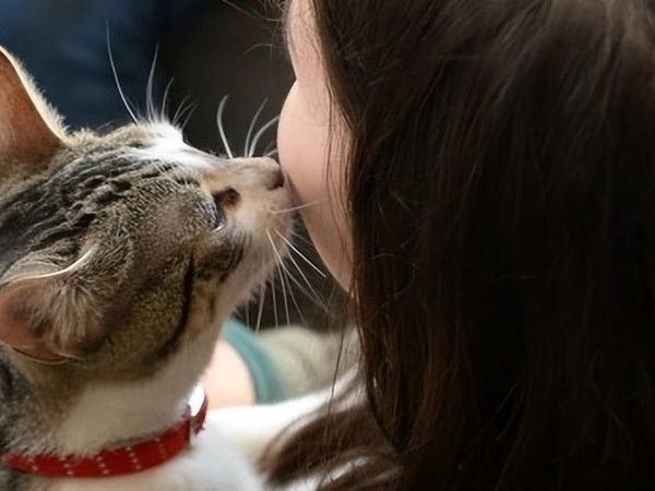 猫奴必看！打造梦幻猫咪房，让家秒变治愈系城堡