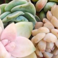 懒人必备！这款绿植让你轻松拥有绿色小天地