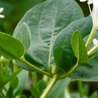 被遗忘的山野良药：金银花叶的奇妙妙用？