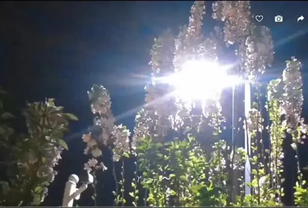 百秒荐书——汪曾祺 《人间草木》