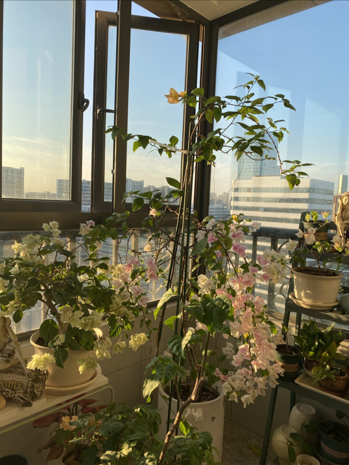 鲜花绿植