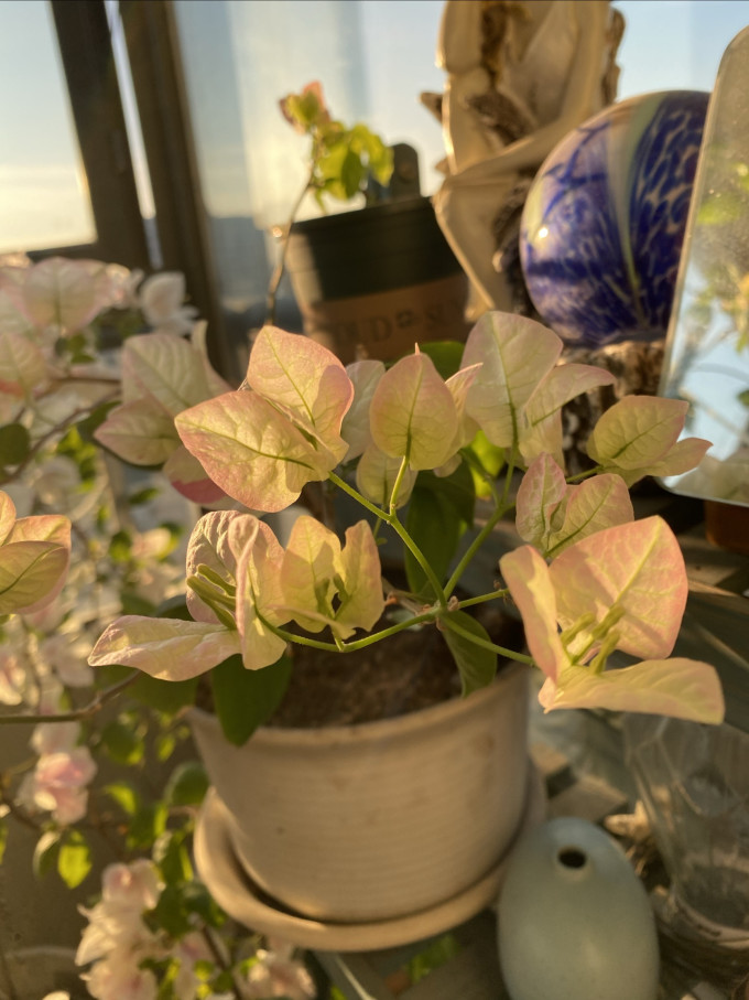 鲜花绿植