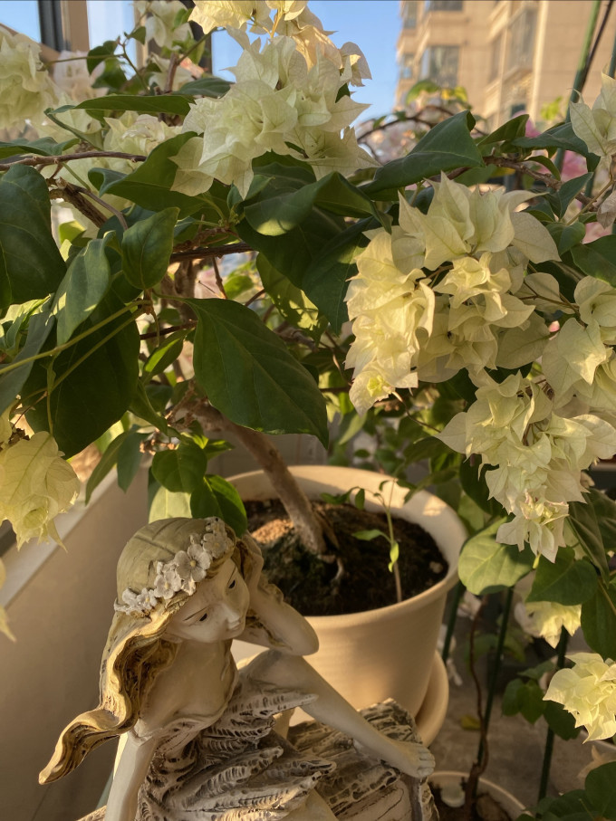 鲜花绿植