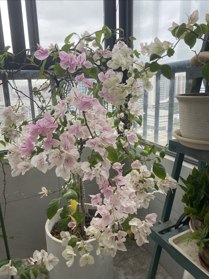 鲜花绿植