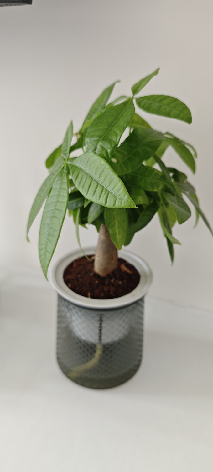 花友盆栽
