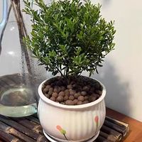 小叶赤楠懒人盆景：办公室的生机点缀