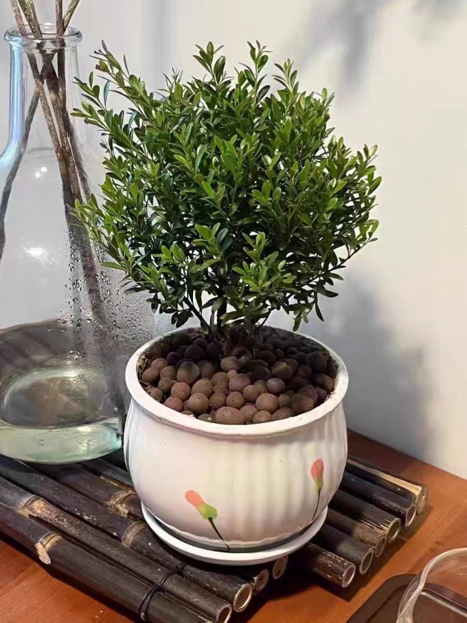 八芽盆栽