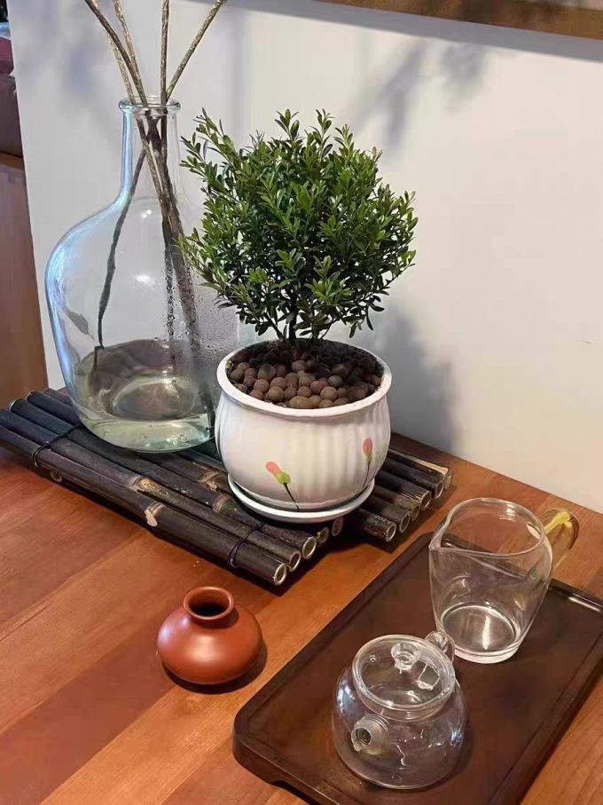 八芽盆栽
