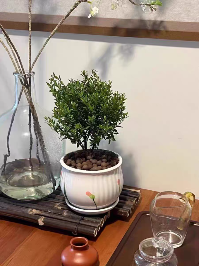 八芽盆栽