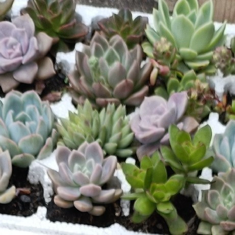 绿植家装指南：用植物打造高颜值家居空间