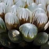 蓝镜玉露：办公室的自然角落