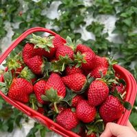 激素草莓和自然熟草莓的区别，你知道多少？