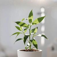 适合懒人的百合竹种植技巧